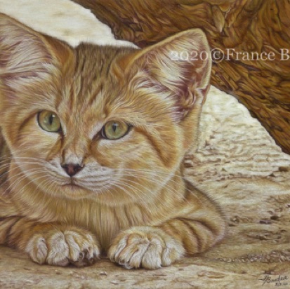 Having a Rest - 56 hours
Brown Pastelmat Board
13" x 18.5"
Ref: My own photo Having a Rest - 56 hours
Brown Pastelmat Board
13" x 18.5"
Ref: My own photo